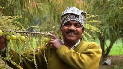 നെല്ലിക്ക കൃഷി ചെയ്ത് ഈ കര്ഷകന് നേടിയത് ലക്ഷങ്ങള്; ഗ്രാമങ്ങളിലെ സ്ത്രീകള്ക്ക് നല്കിയത് ഉപജീവന മാര്ഗം