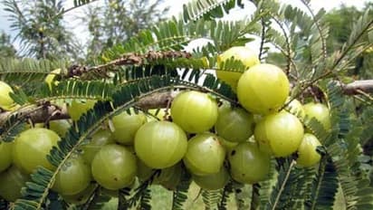 ये हैं इम्युनिटी बढ़ाने वाले सुपरफूड, फिट रहने के लिए अभी अपनी डाइट में करें शामिल