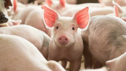 பன்றி குட்டிகளின்,  விதைப்பைகளை அறுக்கும் கொடூரம்..!!  நீதிமன்றத்தில் வழக்கு தொடர்ந்த பீட்டா..!!