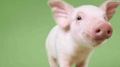 Chinese amusement park forces pig to bungee jump, receives backlash