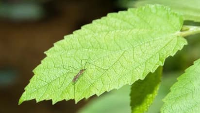 കൊതുകിനെ അകറ്റിനിര്ത്താന് ഈ ചെടികള് വീട്ടില് വളര്ത്താം