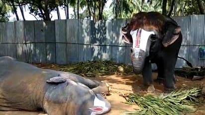 ரொமான்ஸ் மூடில் காட்டு ஆண் யானைகள்! சுண்டி இழுக்கும் ஃப்ரெஷ் பெண் யானைகள்: பதற வைக்கும் யானைகள் முகாம்.