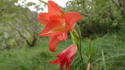 മിറാക്കിള് ബെറിയും 'സൂപ്പര് ഗ്ലൂ' ചെടിയും 2019 ല് സസ്യശാസ്ത്രജ്ഞന്മാര് കണ്ടെത്തിയ അതിഥികള്