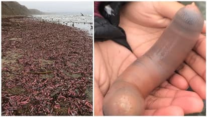 அச்சு அசலாக ஆணின் பாலின உறுப்பு போன்றே "மீன் வகை"..! கடற்கரையில் ஒதுங்கியதால் மக்கள் அதிர்ச்சி ..!