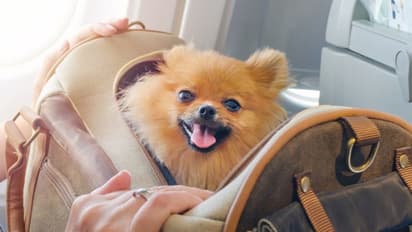 "ശബ്ദം ഇല്ലാത്തവർക്ക് വേണ്ടി ഞങ്ങൾ ശബ്ദിക്കും" സർക്കാരിന്റെ കനിവിനായി മൃഗസ്നേഹികൾ