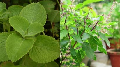 കൊഴുപ്പും കൊളസ്ട്രോളും നിയന്ത്രിക്കാം, പനിയും കഫക്കെട്ടും മാറാന് ഉത്തമം; തൊടിയിലെ ഔഷധസസ്യങ്ങളെ മറക്കല്ലേ