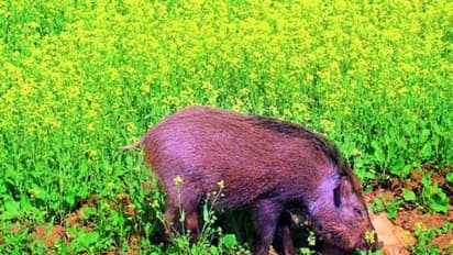 அந்த பன்னிய பிடிச்சு லிஸ்டுக்கு வெளியில போடுங்க சார்: கலெக்டரை கதறவிட்ட சிட்டிசன்ஸ்