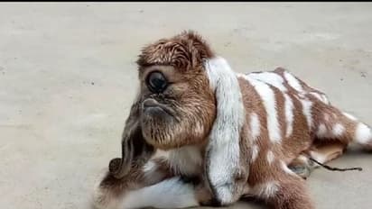 ছাগশিশুর এক চোখ, অদ্ভুত দর্শন প্রাণিকে নিয়ে হইচই বর্ধমানে