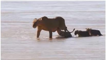 മുതലയുടെ വായിൽ നിന്ന് കുഞ്ഞിനെ രക്ഷിച്ച് അമ്മസിംഹം: വീഡിയോ കാണാം