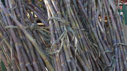 ಹಾಸನದಲ್ಲಿ ಫೆ.20ರಿಂದ ಸಕ್ಕರೆ ಕಾರ್ಖಾನೆ ಆರಂಭ