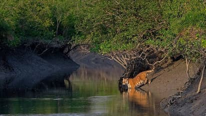 পুজোর আগে সুখবর, ১ অক্টোবর থেকে পর্যটকদের জন্য খুলছে সুন্দরবন