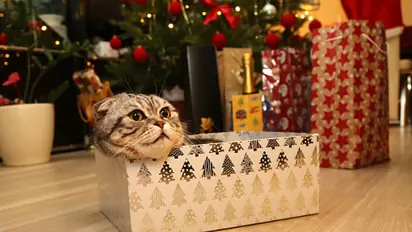 Cat reunites with owner after 10 years