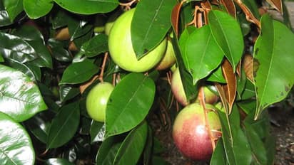 പാലിന്റെ രുചിയുള്ള മില്ക്ക് ഫ്രൂട്ട് അഥവാ സ്റ്റാര് ആപ്പിള്; കൃഷി ചെയ്യുന്നതിങ്ങനെ