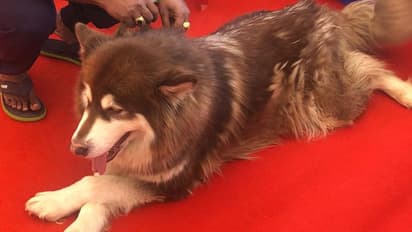 8 ಕೋಟಿ ರು. ನಾಯಿ ಕಳವು : ಹುಡುಕಿಕೊಟ್ಟರೆ 1 ಲಕ್ಷ ರು. ಬಹುಮಾನ!