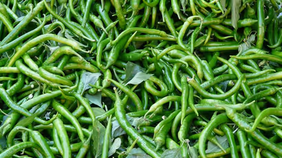 ಲಾಕ್‌ಡೌನ್‌ನಿಂದ ಬೆಲೆ ಕುಸಿತ: ಟ್ರ್ಯಾಕ್ಟರ್‌ ಹೊಡೆದು ಮೆಣಸಿನಕಾಯಿ ಬೆಳೆ ನಾಶ