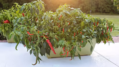 ആവശ്യത്തിന് പച്ചമുളക് വീട്ടില്ത്തന്നെയുണ്ടാക്കാം, ധാരാളം കായ്കളുണ്ടാകാന് ചില കാര്യങ്ങള്