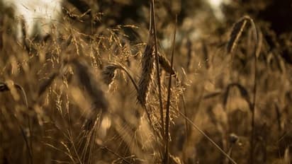കാന്സറിനെ പ്രതിരോധിക്കാന് കറുത്ത നിറമുള്ള ഗോതമ്പിന് കഴിയുമോ?