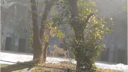 চিড়িয়াখানায় আরও এক হিংস্র প্রাণী, বড়দিনের আগেই তিনটি নতুন আকর্ষণ