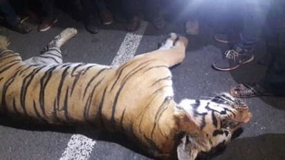 গর্ভে তিন শাবক, গাড়ির ধাক্কায় প্রাণ গেল বাঘিনীর