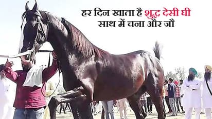 सुपरफास्ट एक्सप्रेस ट्रेन से तेज दौड़ता है ये घोड़ा, इतनी कीमत में खरीद लेंगे बंगला और कार