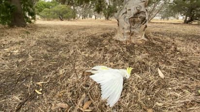 കൊടുംചൂട്, മരങ്ങളില്നിന്നും പക്ഷികള് ചത്തുവീഴുന്നു