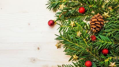 ക്രിസ്മസ് ട്രീയും സ്നോ ബുഷും ഇവിടെ കൃഷി ചെയ്യാനാവുമോ?