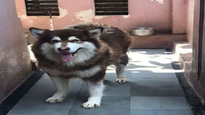 காணாமல் போன ரூ.8 கோடி மதிப்புள்ள நாய்... கண்டுபிடித்துக் கொடுத்தால் ரூ.1 லட்சம் சன்மானம்..!