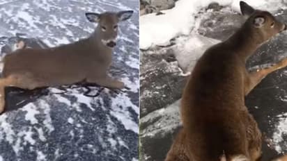 തടാകത്തിൽ കുടുങ്ങിയ മാനും കുഞ്ഞുങ്ങളും; രക്ഷപ്പെടുത്തിയത് ഇങ്ങനെ, വീഡിയോ കാണാം