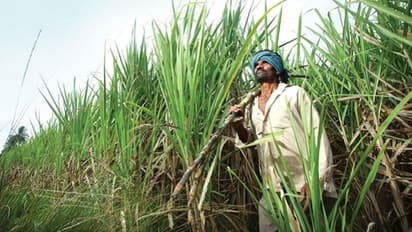 ಮಂಡ್ಯ: ಮೈಷುಗರ್ - PSSK ಖಾಸಗಿಗೆ ಗುತ್ತಿಗೆ