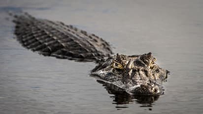 ಜಮಖಂಡಿ: ಎಮ್ಮೆ ಎಳೆದೊಯ್ದ ಮೊಸಳೆ, ವಿಡಿಯೋ ವೈರಲ್