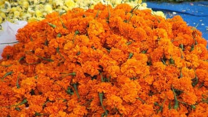 ജമന്തിപ്പൂക്കളുടെ വിളവെടുപ്പ് ഉത്സവമാക്കുമ്പോള്‍, കൃഷിയിലെ പാഠങ്ങള്‍...