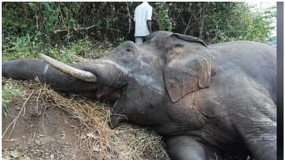 காட்டு யானை மீது பயங்கரமாக மோதிய ரயில்..! பலத்த காயங்களுடன் பலியான பரிதாபம்..!