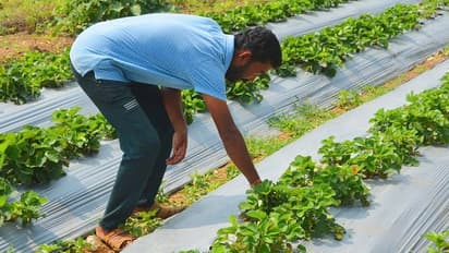 ಕಲಘಟಗಿಯಲ್ಲಿ ಸ್ಟ್ರಾಬೆರಿ ಬೆಳೆದು ಲಕ್ಷಾಂತರ ಆದಾಯ ಪಡೆದ ಗುತ್ತಿಗೆದಾರ!