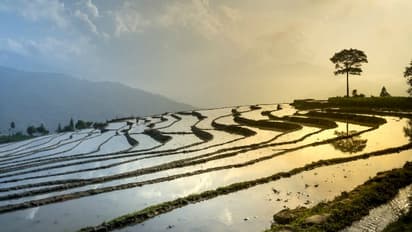 നെല്ലിനൊപ്പം മീനും; കൂടുതല്‍ വിളവ് ലഭിക്കാന്‍ ചില മാര്‍ഗങ്ങള്‍