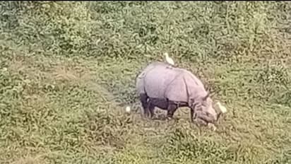 Forest Trip: পুজোয় এবার দারুন প্যাকেজ! ছুটিতে বনভ্রমণে চলে যান গরুমারা ফরেস্ট