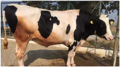 மாடுகளுக்காக மேட்ரிமோனி... இனப்பெருக்கத்திற்காக முயற்சி...!