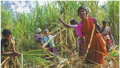 ആര്ത്തവ ദിനങ്ങളില് ജോലി ചെയ്യാനാവുന്നില്ല; 30,000 സ്ത്രീകള് ഗര്ഭപാത്രം നീക്കിയെന്ന് കോണ്ഗ്രസ് നേതാവ്