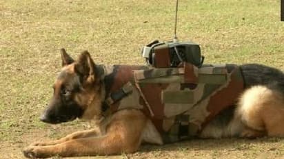 ಶ್ವಾನಗಳಿಗೂ ಬಂತು ಬುಲೆಟ್ಪ್ರೂಫ್ ಜಾಕೆಟ್!