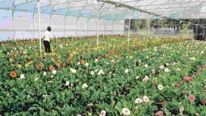 किसान के बेटे ने खेती के लिए छोड़ दी शानदार नौकरी, अब कमा रहे हैं लाखों का मुनाफा