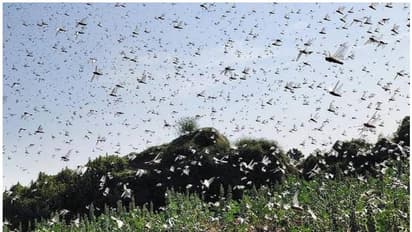 പാകിസ്ഥാനില് നിന്നുള്ള വെട്ടുകിളികള് ഗുജറാത്തിലെത്തി വിളകള് നശിപ്പിക്കുന്നു