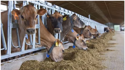 പച്ചക്കറി മാലിന്യത്തില് നിന്ന് കാലിത്തീറ്റ; പുതിയ പദ്ധതിയുമായി കേരള ഫീഡ്സ്