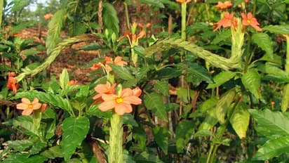 മുല്ലയും കനകാംബരവും; പുഷ്പവിപണിയിലെ താരങ്ങള് വീട്ടില് വളര്ത്താന്