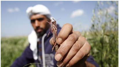 വെട്ടുകിളി : കൈവെള്ളയിൽ ഒതുങ്ങുന്ന കുഞ്ഞു ജീവി, തിന്നു തീർക്കുന്നത് 2500 പേർക്കുള്ള നെല്ല്