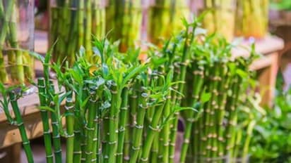 అందంగా, ఆకర్షణీయంగా కనిపించాలా? అయితే వెదురు సారాన్ని తప్పకుండా ఉపయోగించండి..