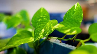 বাড়িতে মানি প্ল্যান্ট থাকলে অবশ্যই মেনে চলুন এই নিয়মগুলি, নয়তো ফল হতে পারে বিপরীত