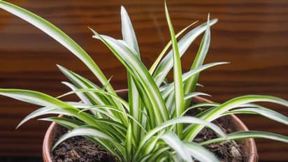 জীববৈচিত্র্য বিলুপ্তির পথে, জেনে নিন বিশ্ব পরিবেশ দিবসের ভাবনা ও গুরুত্ব