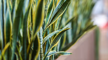 বাড়ির শিবলিঙ্গের সামনে রাখুন এই গাছ, কাটবে যাবতীয় দোষ-কুনজর