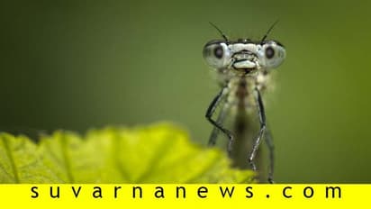 ಭೂಮಿ ಮೇಲೆ ಕೀಟಗಳೇ ಇಲ್ಲ ಅಂದ್ರೆ ಏನಾಗತ್ತೆ?