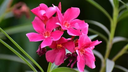 അഡീനിയത്തില് നിറയെ പൂക്കളുണ്ടാകാന് എന്തു ചെയ്യണം?