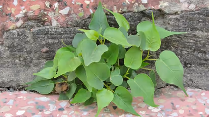 घर की दीवार पर उगे पीपल को हटाने से लगता है दोष, दुर्भाग्य से बचने के लिए करें ये उपाय